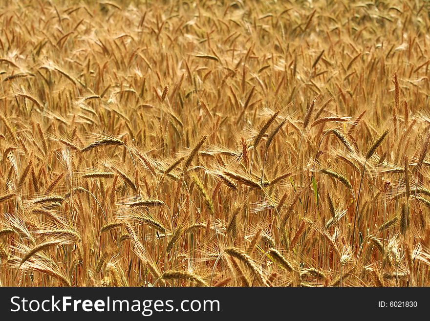 Close - up of golden wheat field.