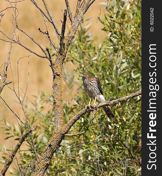 Cooper S Hawk(immature)_36157