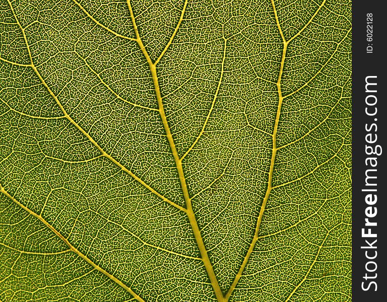 Macro of a leaf of apricot