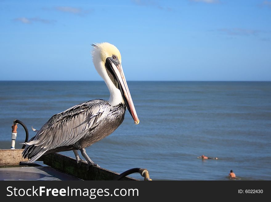 Pelican on pier watches for fish. Pelican on pier watches for fish