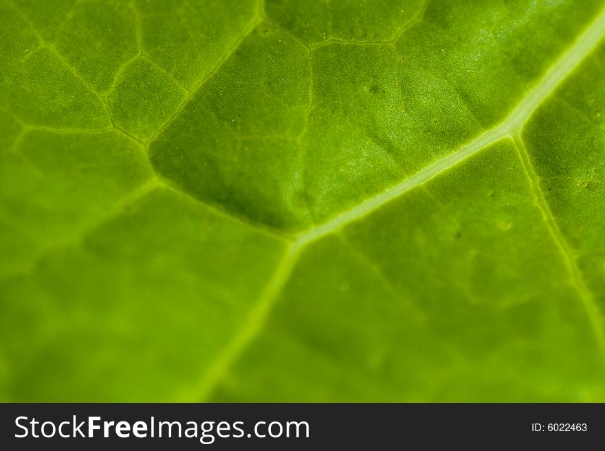 Texture detail of a green leaf. Perfect desktop. Texture detail of a green leaf. Perfect desktop