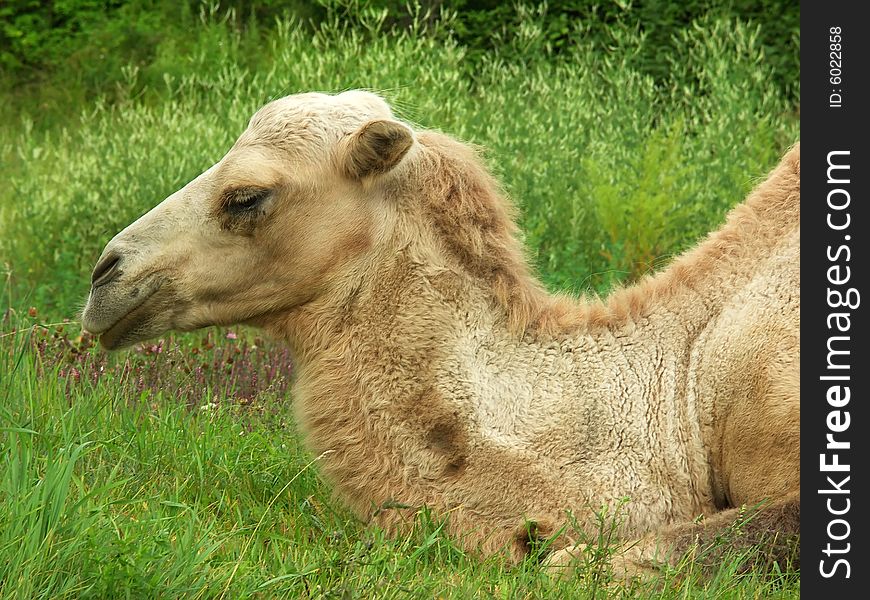 The camel lays on a glade near to a wood