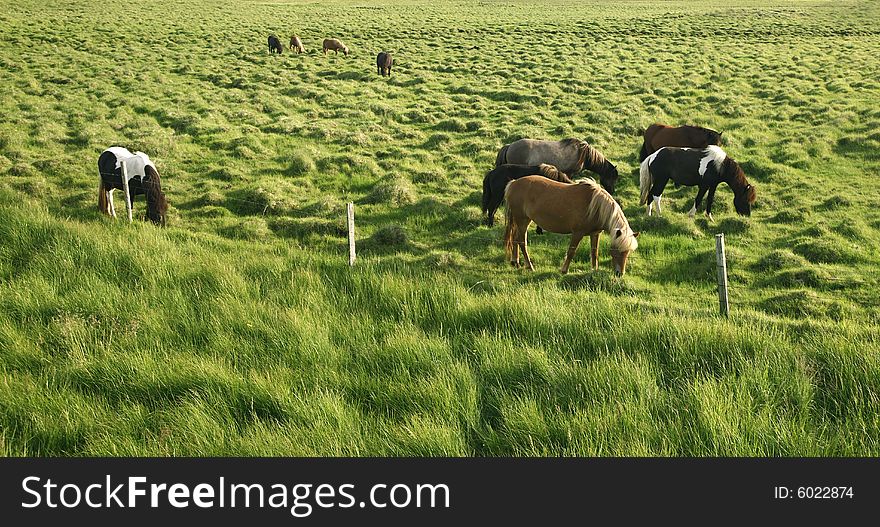 Grazing horses in a grassy field on a sunny day. Grazing horses in a grassy field on a sunny day