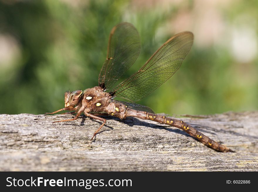 Ugly dragonfly sitting on wood fence rail. Ugly dragonfly sitting on wood fence rail