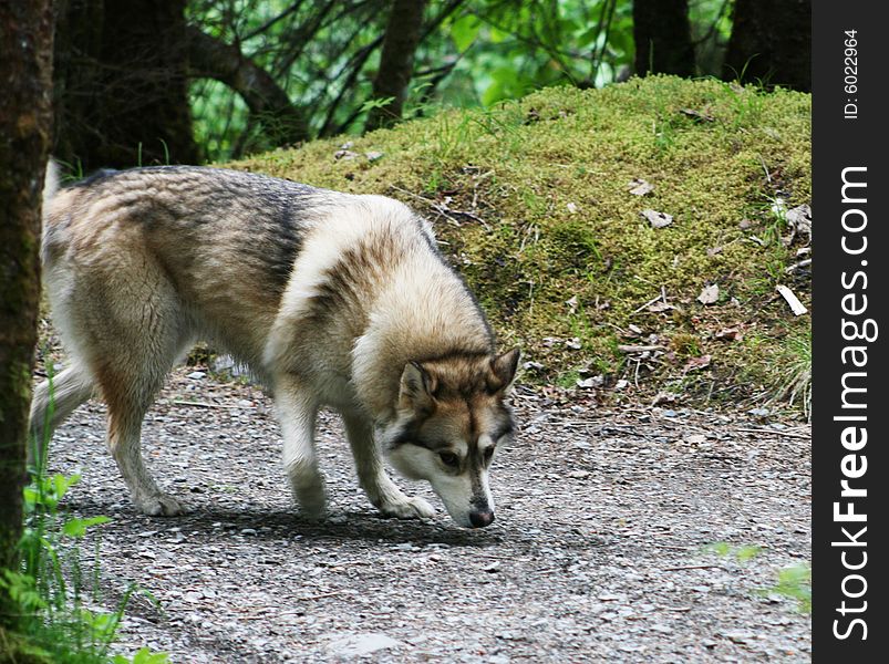 Sled dog foraging in the forest. Sled dog foraging in the forest