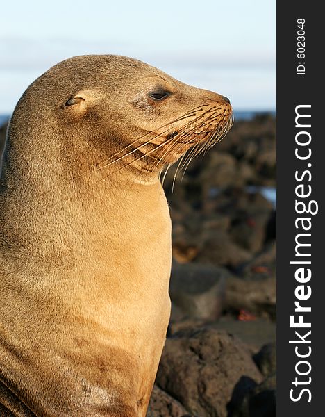 Sea Lion In Profile