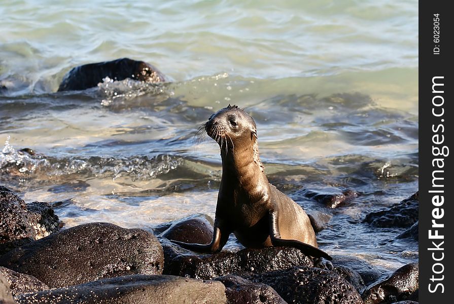 This baby Sea Lion was caught enjoying himself on the shores of the Galapagos Islands, Ecuador