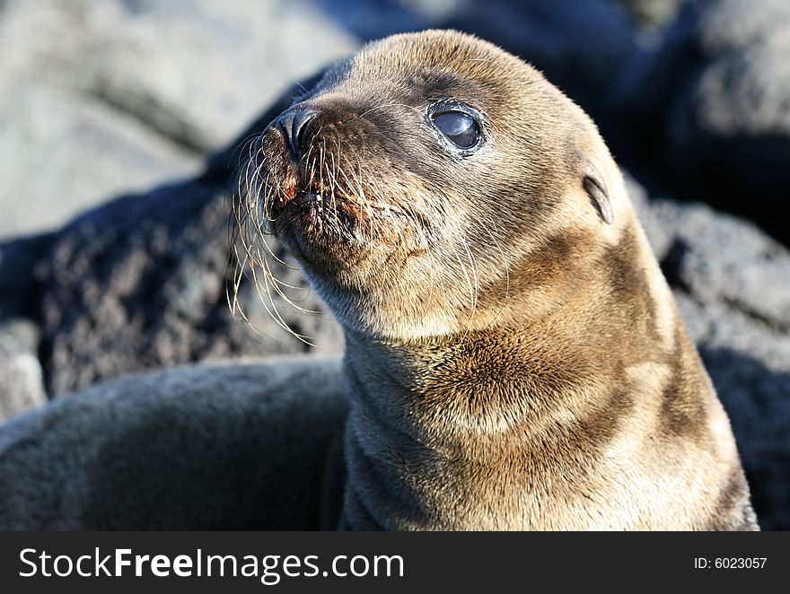 A young sea lion on the rocky beach of the Galapagos Islands