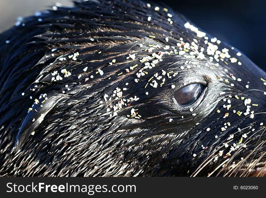 Extreme Close Up of a Sea Lions Head. Extreme Close Up of a Sea Lions Head