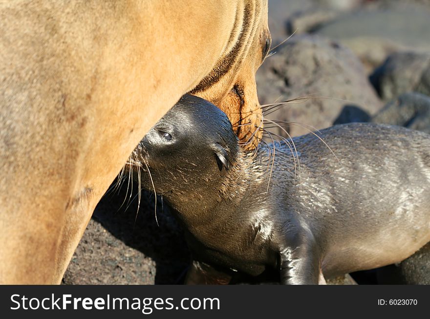 Nursing Sea Lion