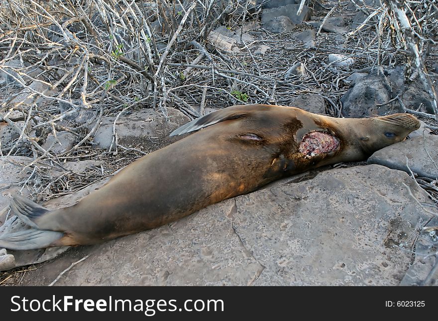 This Sea Lion has been attacked by shark. She has a large open wound near the head. This Sea Lion has been attacked by shark. She has a large open wound near the head