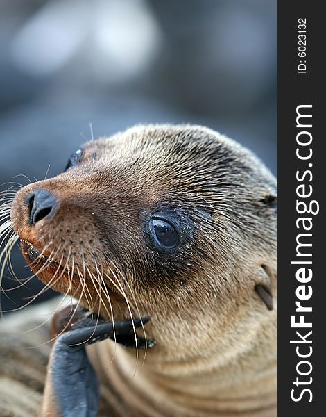 A young Sea Lion ponders the photographer. A young Sea Lion ponders the photographer