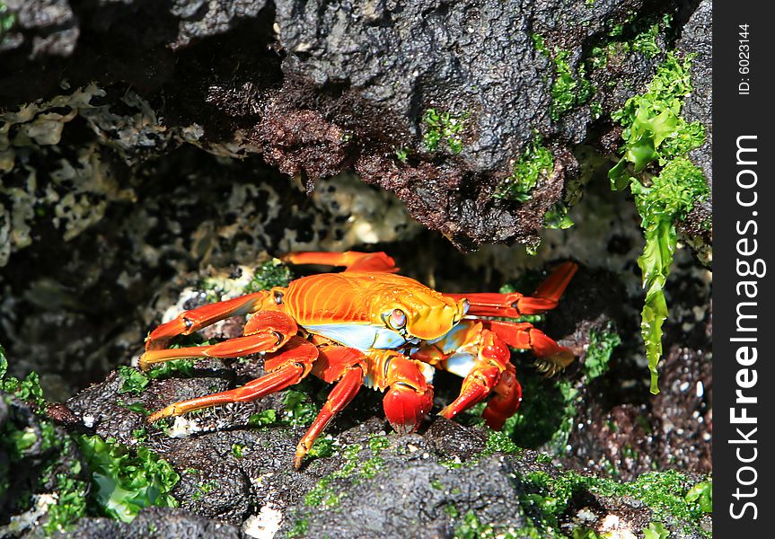 A colorful Sally Lightfoot crab tries to hide amonst the volcanic rocks