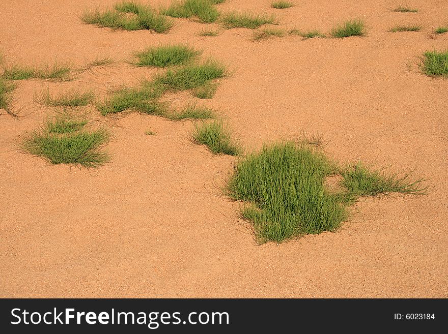 Hardy grasses growing in a dry and arid environment. Hardy grasses growing in a dry and arid environment