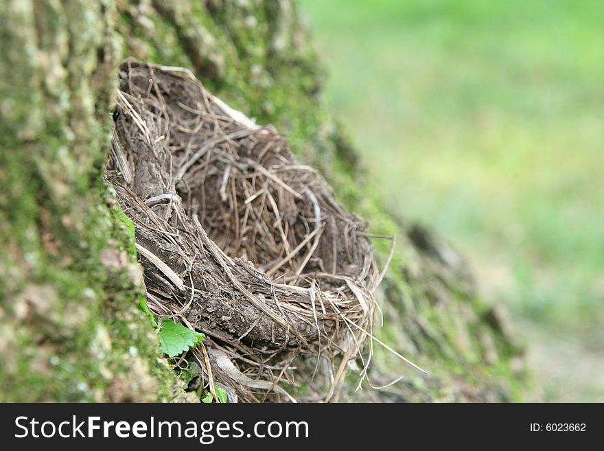 Abandoned bird nest found in forest. Abandoned bird nest found in forest.