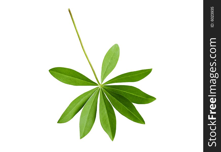 An isolated, green lupin leaf on white background.