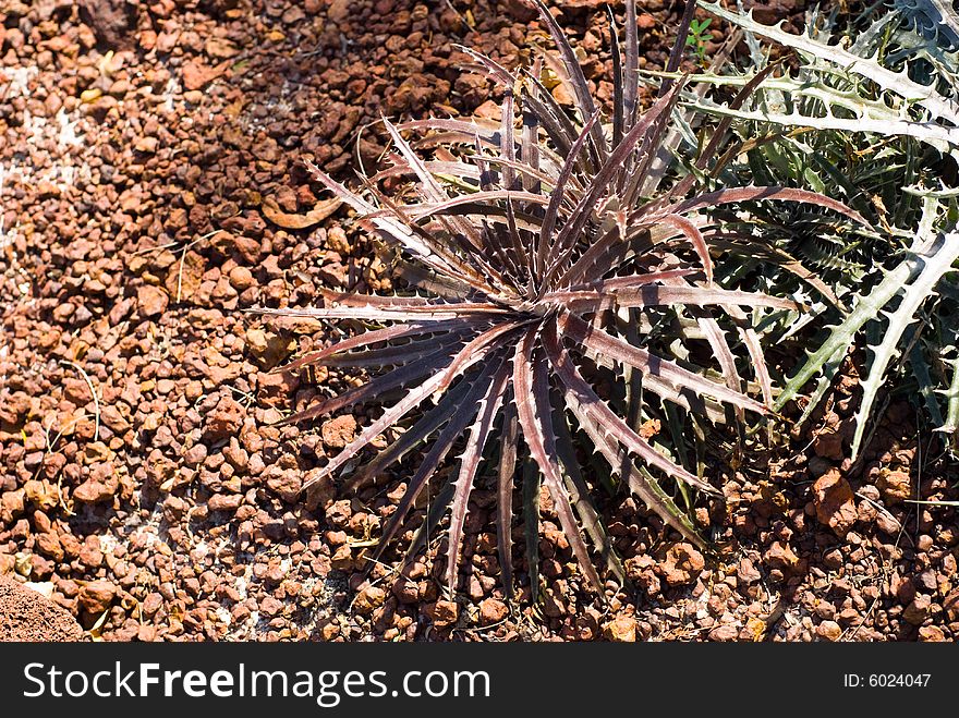 Desert plant with sand and stones around from Mexico. Desert plant with sand and stones around from Mexico