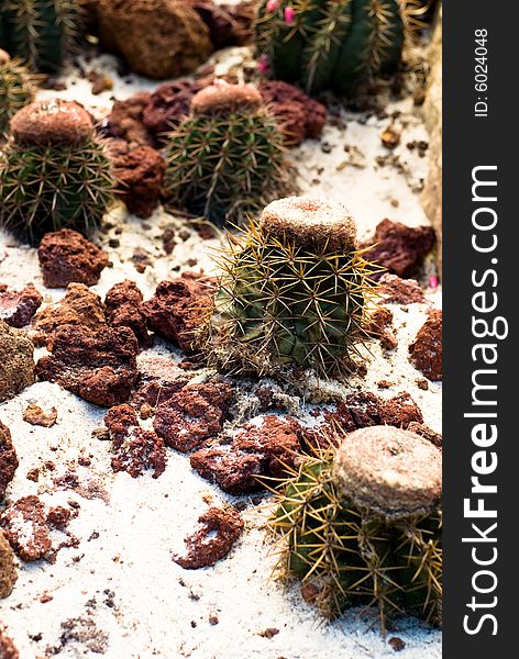 Barrel Cactus with sand and stones around in wild Mexico desert