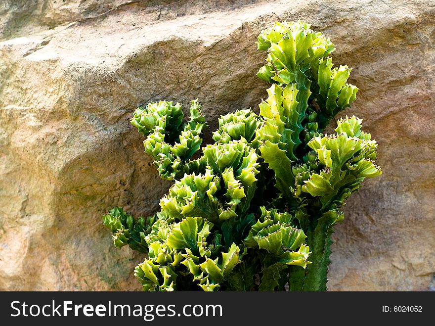 Mexico Cactus with sand and stones around in wild desert