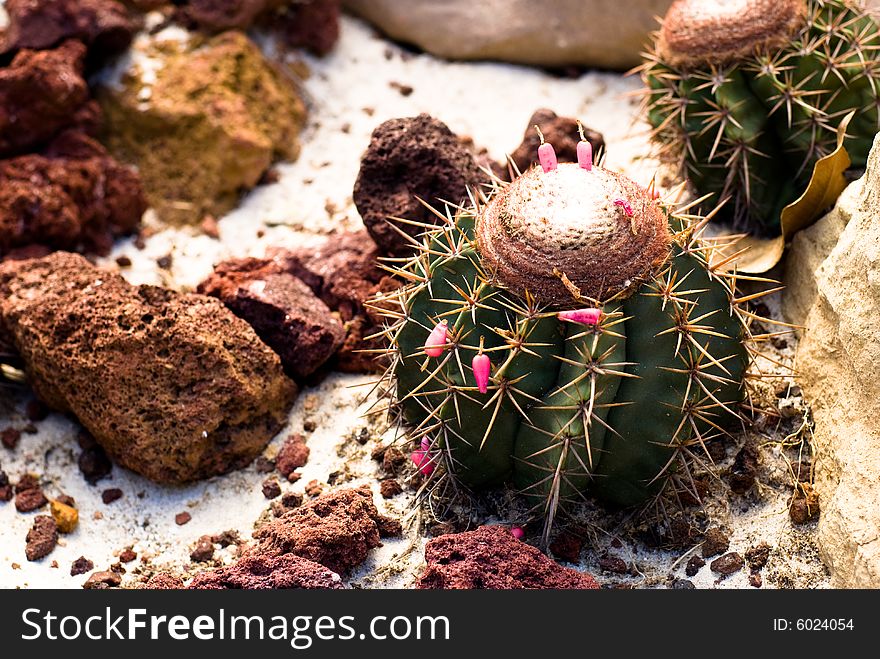 Barrel Cactus with sand and stones around in wild Mexico desert