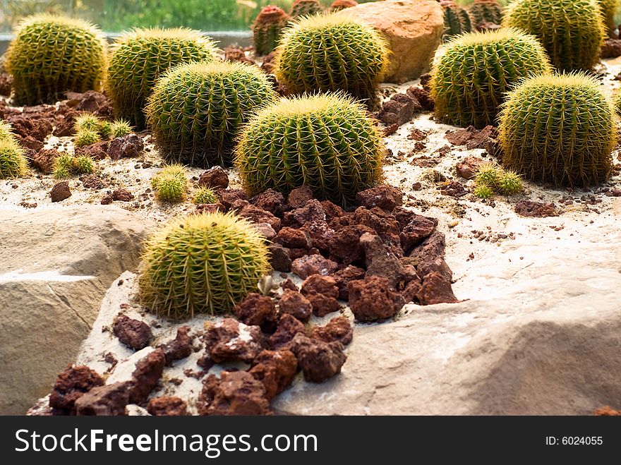 Barrel Cactus with sand and stones around in wild Mexico desert. Barrel Cactus with sand and stones around in wild Mexico desert