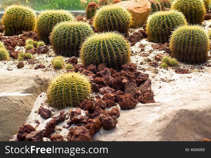 Yellow Barrel Cactus