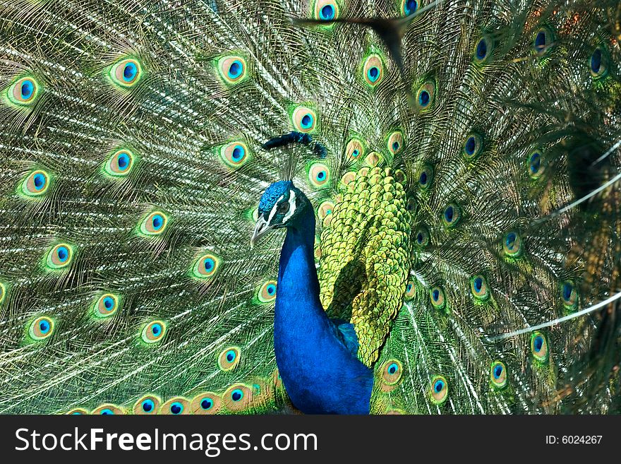 A male peacock showing his feathers. A male peacock showing his feathers
