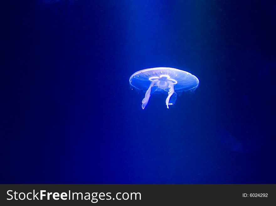 A blue jellyfish floating and reflecting the dim light