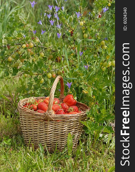 The strawberries in the basket near the gooseberry bush.