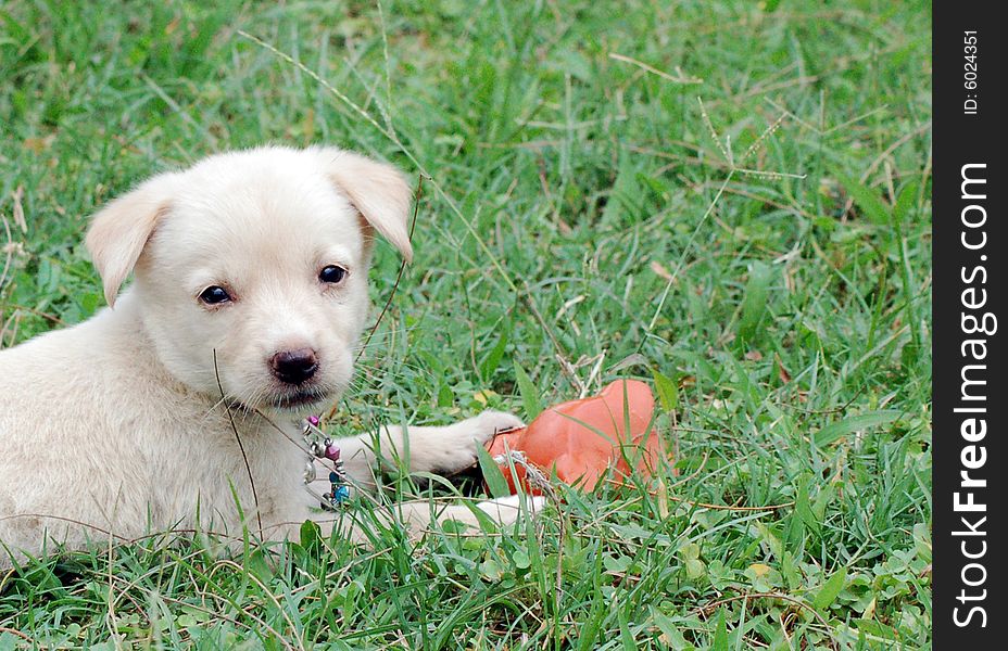 Puppy is playing with toy