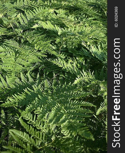 Background from green deciduous plants. Background from green deciduous plants