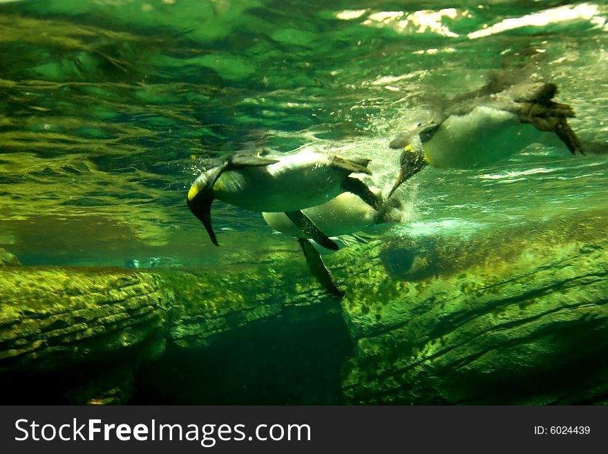 Three penguins looking for fish under water