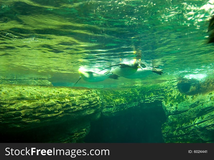 Underwater view of king penguins swimming near the rocks. Underwater view of king penguins swimming near the rocks