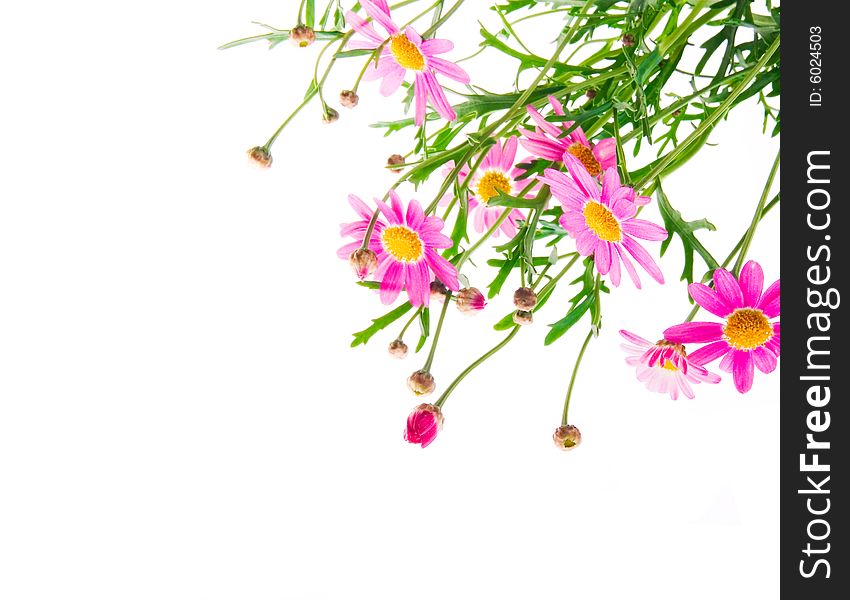 Bunch of beautiful pink flowers  isolated on white background