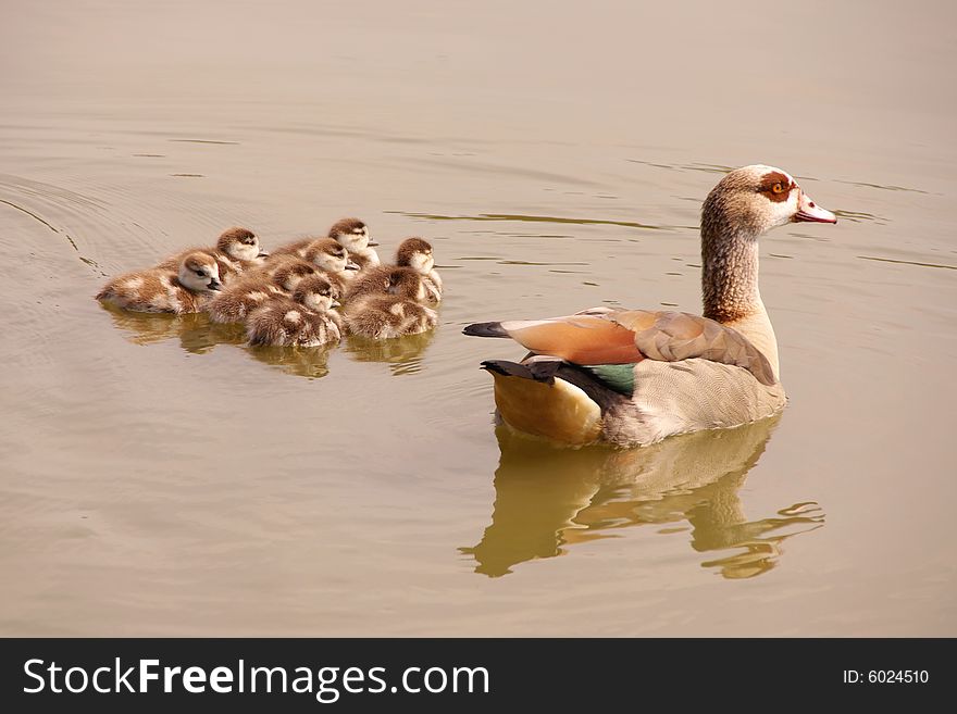 An Egyptian goose with young ones. An Egyptian goose with young ones