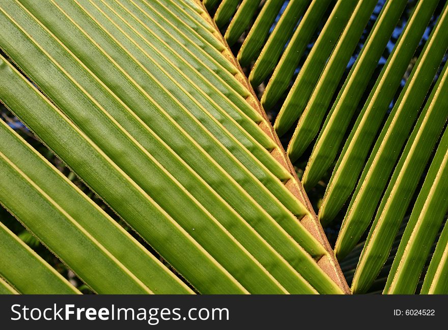 A macro image of a palm frond. A macro image of a palm frond