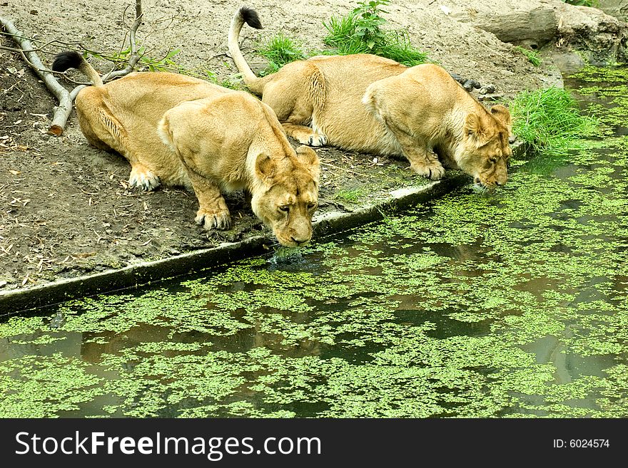 Lionesses Drinking