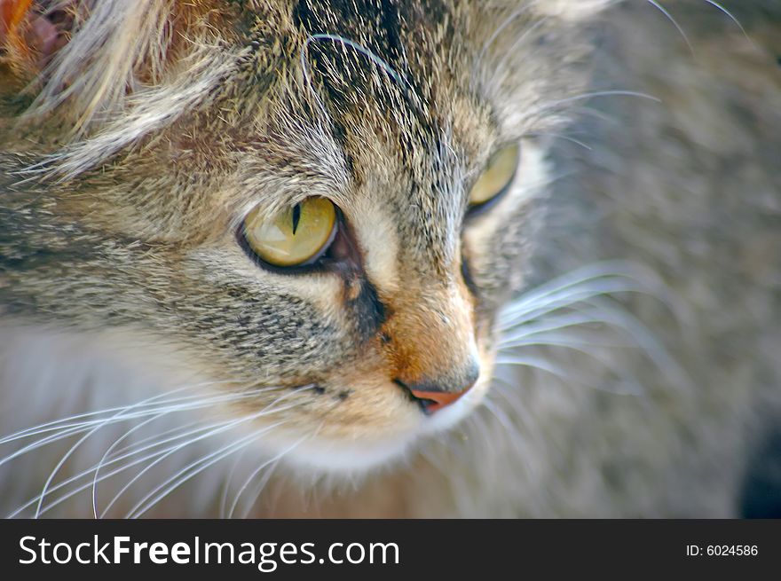 The nice muzzle of a wood cat photographed on coast of lake Deep.