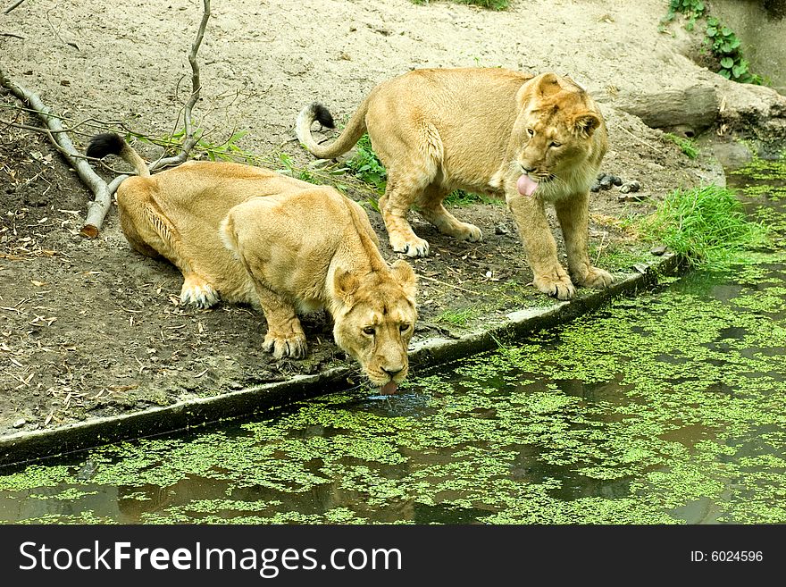 Lionesses sitting on the waterfront and drinking. Lionesses sitting on the waterfront and drinking