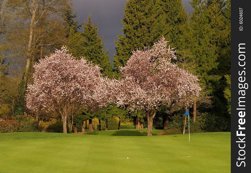 Beautiful cherry trees on a golf course. Beautiful cherry trees on a golf course.