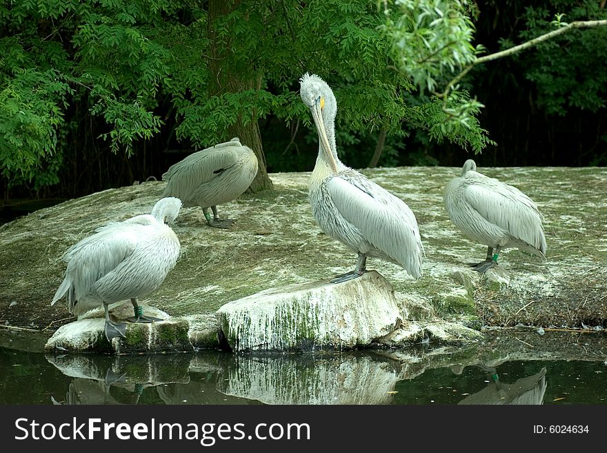 Two pelicans grooming and two others sleeping