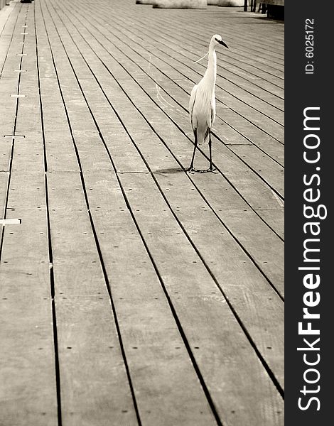 Strange looking bird walks down wooden plank. Strange looking bird walks down wooden plank.