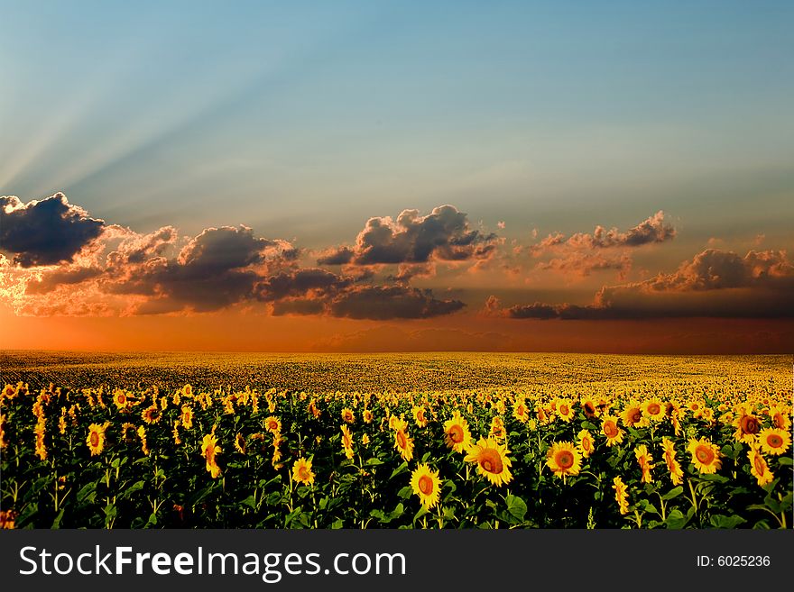 Field of sunflowers