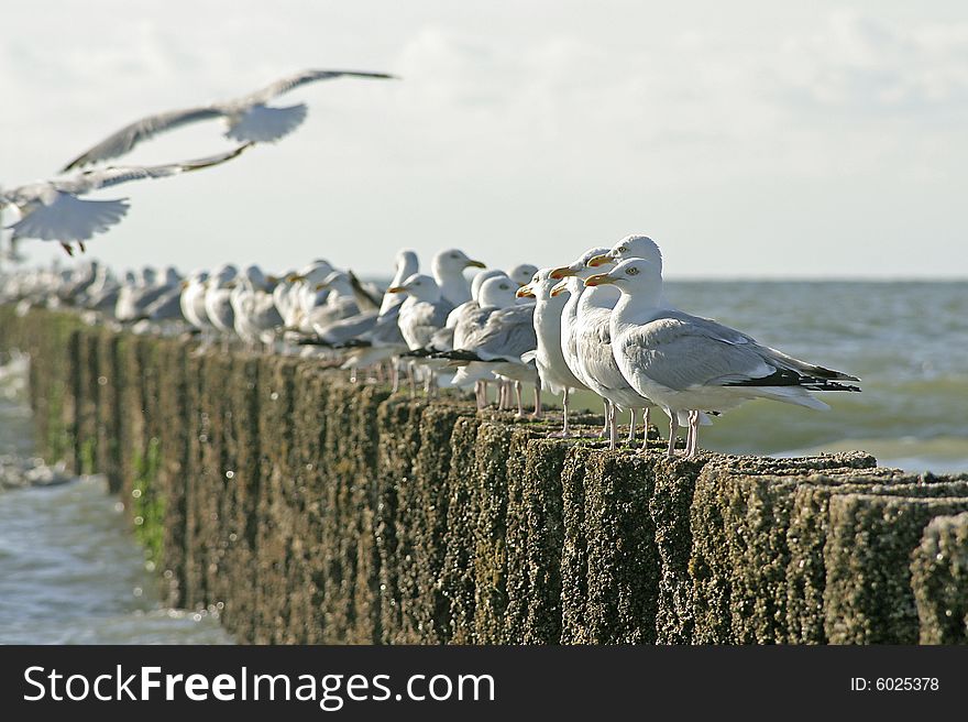 Lots of Albatross on the beach