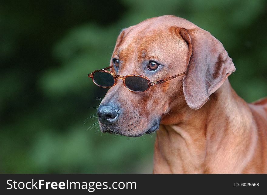 Rhodesian Ridgeback with sunglasses. She looks like a teacher