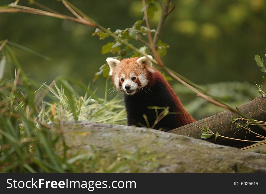 A little Panda sitting in a german zoo. A little Panda sitting in a german zoo