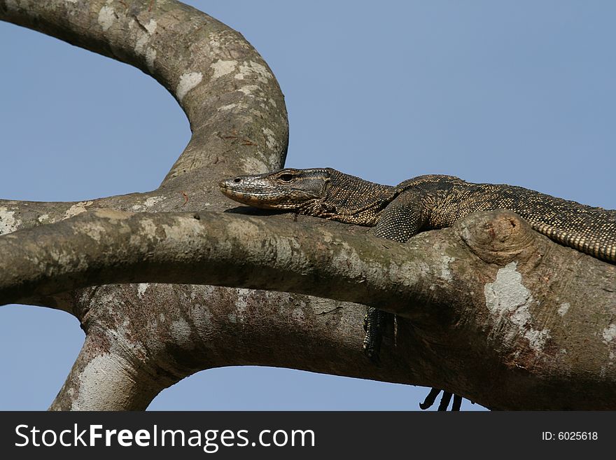 Varan on tree, background - blue sky. Photo from Malaisia.