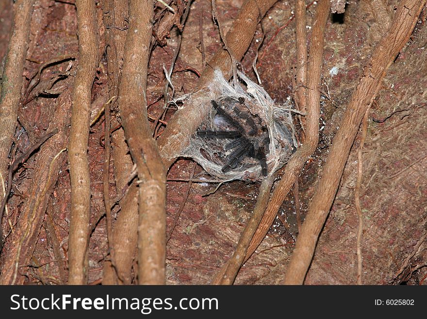 Trantule in nest on wood