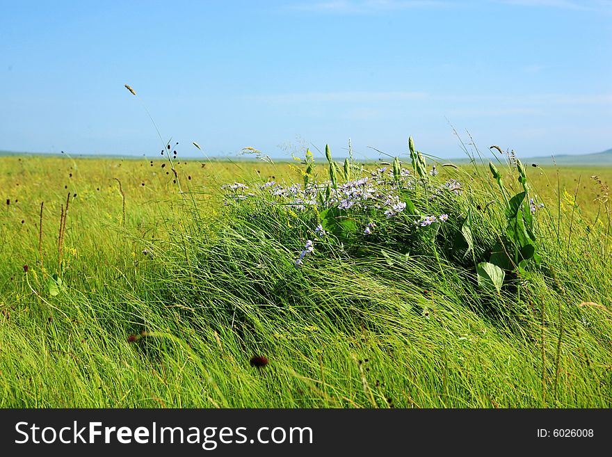 The meaning of Nalin Gol in Mongolian is the  thread of water.It is in the Xilin Gol, Inner Mongolia china. The meaning of Nalin Gol in Mongolian is the  thread of water.It is in the Xilin Gol, Inner Mongolia china.