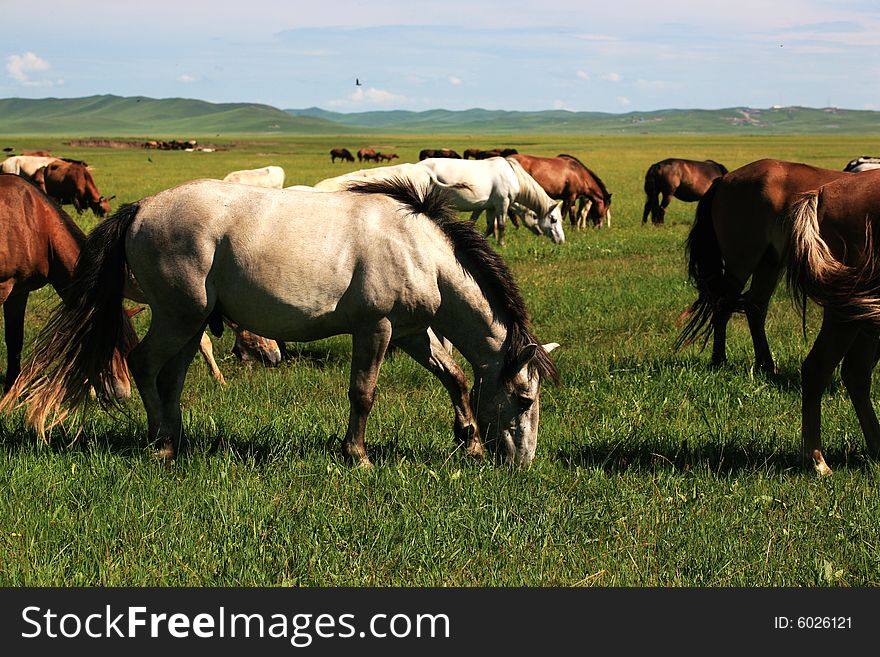 The meaning of Nalin Gol in Mongolian is the  thread of water.It is in the Xilin Gol, Inner Mongolia china. Horses were eating grass. The meaning of Nalin Gol in Mongolian is the  thread of water.It is in the Xilin Gol, Inner Mongolia china. Horses were eating grass